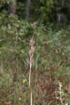 Giant orchid